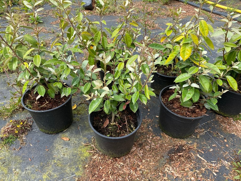 Olijfwilg ( Elaeagnus Ebbingei ), Tuin en Terras, Planten | Struiken en Hagen, Ophalen, Struik