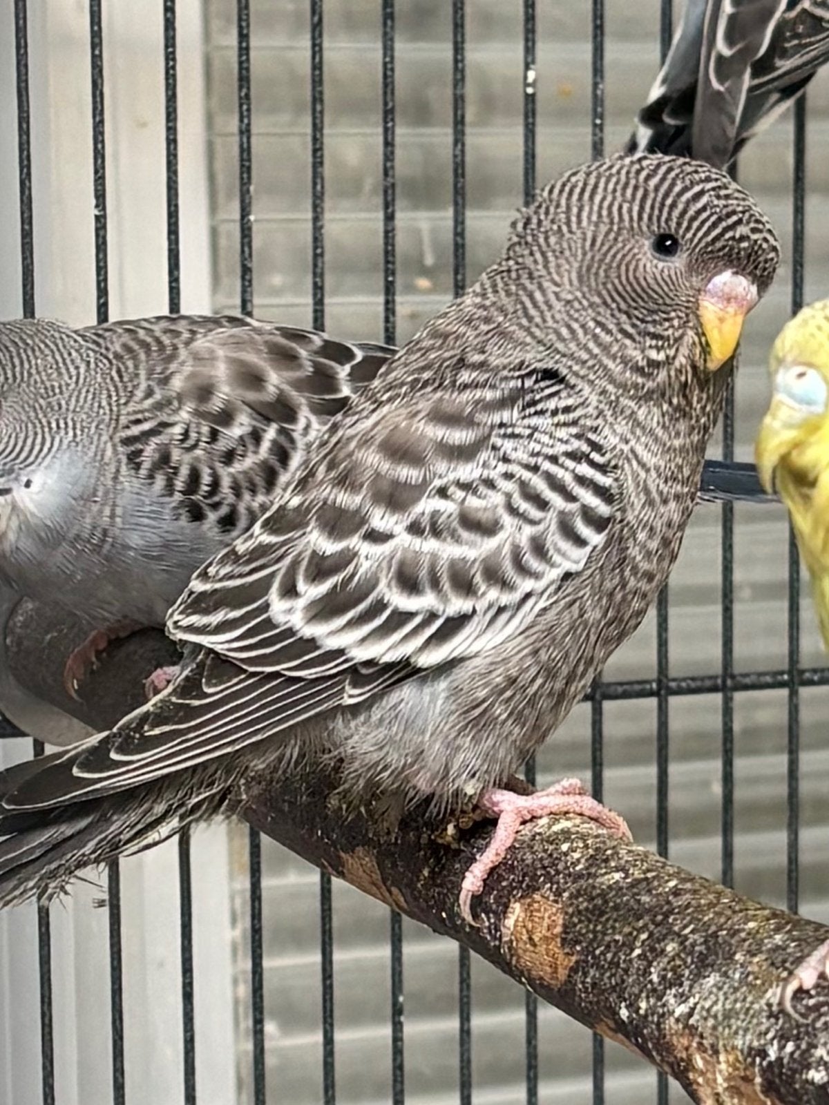 BF golvende parkiet, Dieren en Toebehoren, Mannelijk