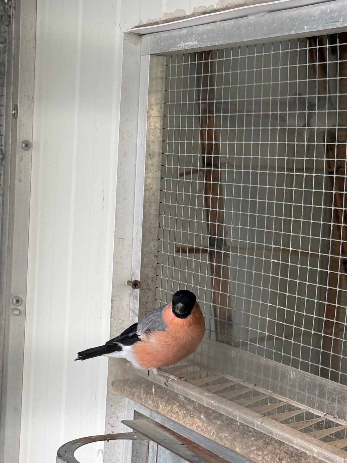 Bouvreuils, Animaux & Accessoires, Mâle, Oiseau chanteur sauvage, Domestique