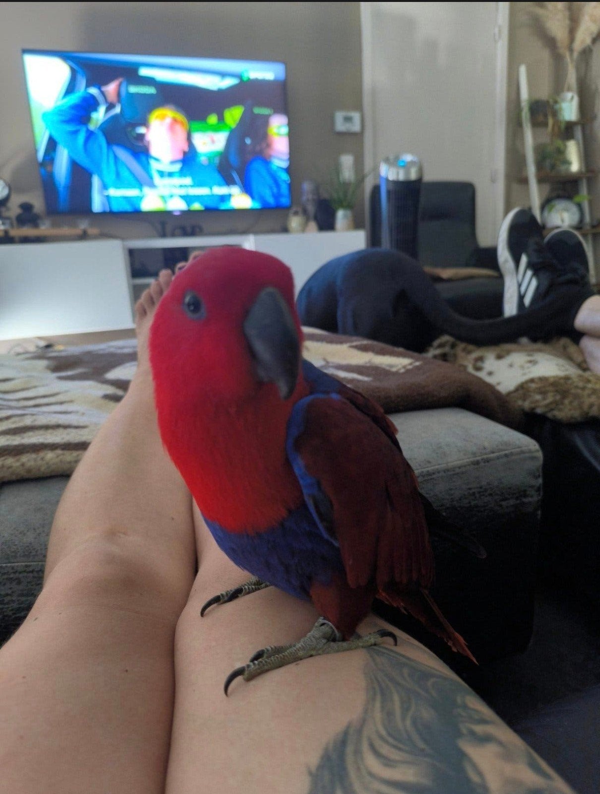 handtamme Edelpapegaai pop met kooi