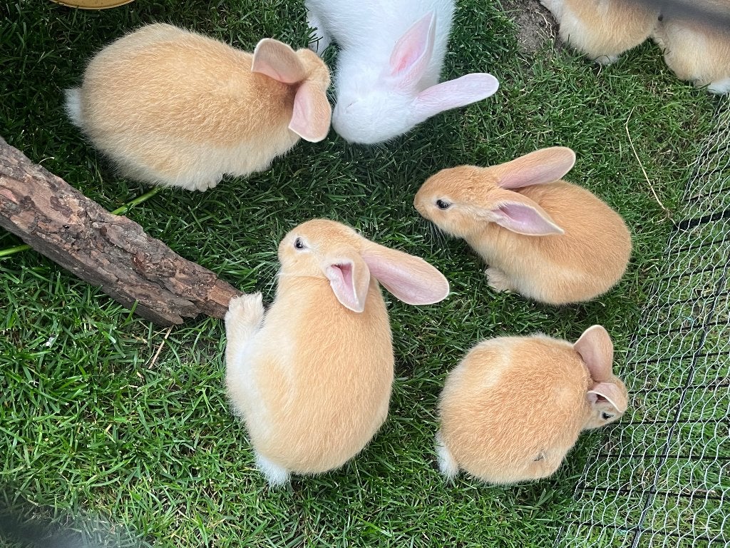 Vlaamse reus M/V, Dieren en Toebehoren, Meerdere dieren, Groot, 0 tot 2 jaar