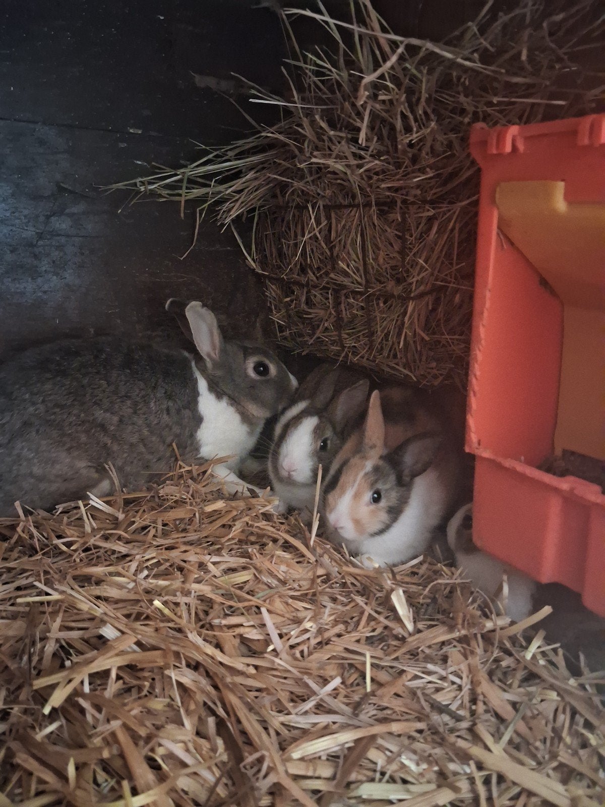Leuke jonge dwergkonijntjes, Dieren en Toebehoren, Konijnen, Dwerg, Meerdere dieren, 0 tot 2 jaar, Hangoor