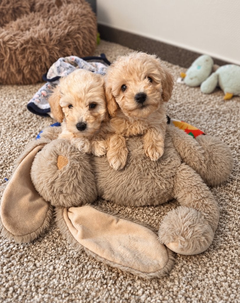 Mooie dwergpoedel pups, Poedel, België, CDV (hondenziekte), 8 tot 15 weken