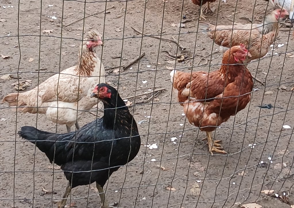 Kippen te koop, ook groenleggers, Animaux & Accessoires, Poule ou poulet