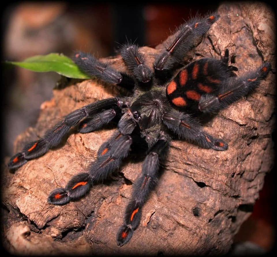 Psalmopoeus irminia Venezuelan Suntiger tarantula vogelspin, Spin of Schorpioen