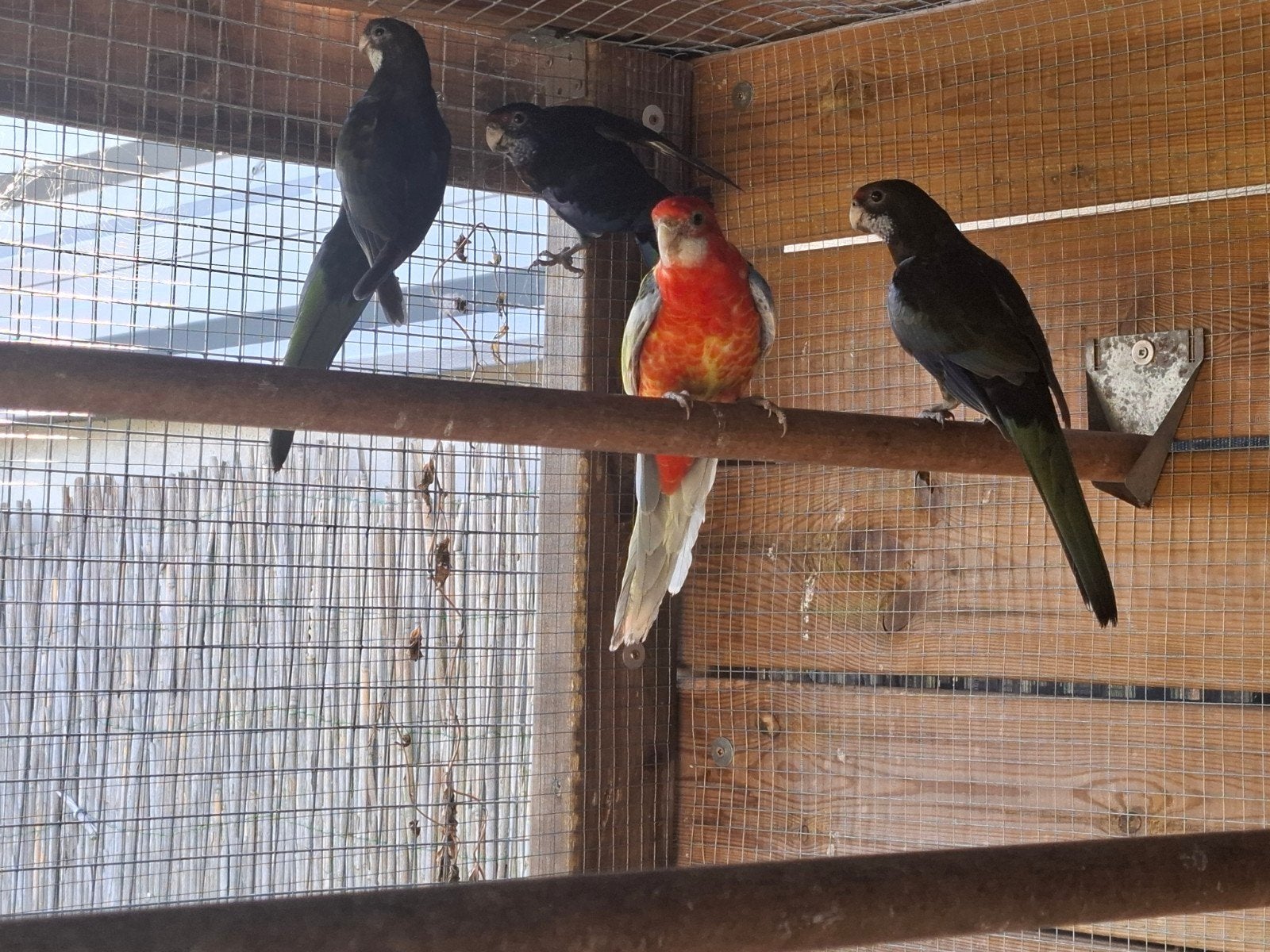 rosella ´s