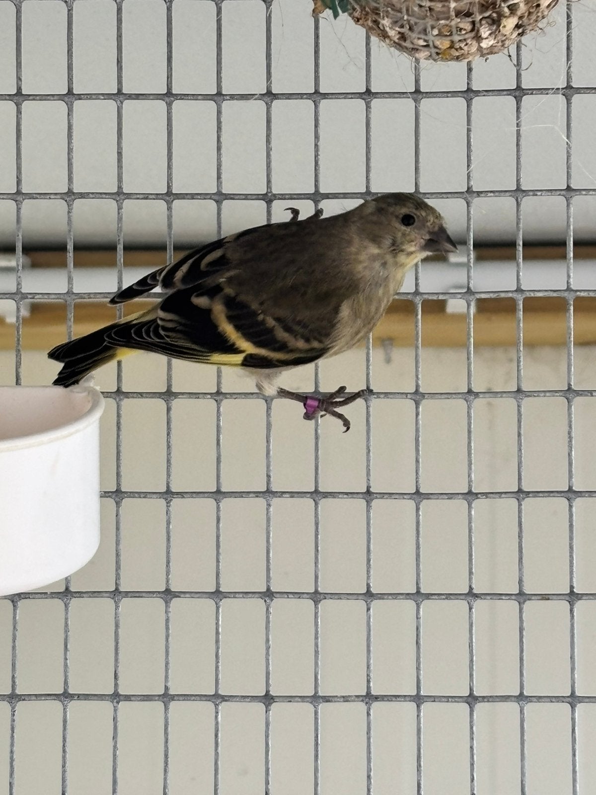 Zwartkopsijs, Dieren en Toebehoren, Mannelijk, Tropenvogel
