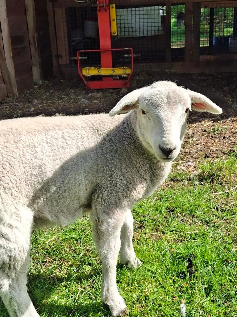 Nolana vleesschaap lammeren, Dieren en Toebehoren