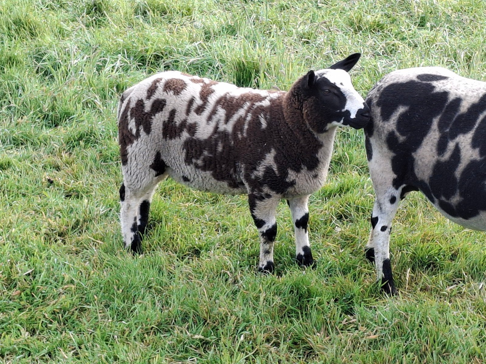 Baggerbonte lammeren te koop, Dieren en Toebehoren, Schapen, Geiten en Varkens