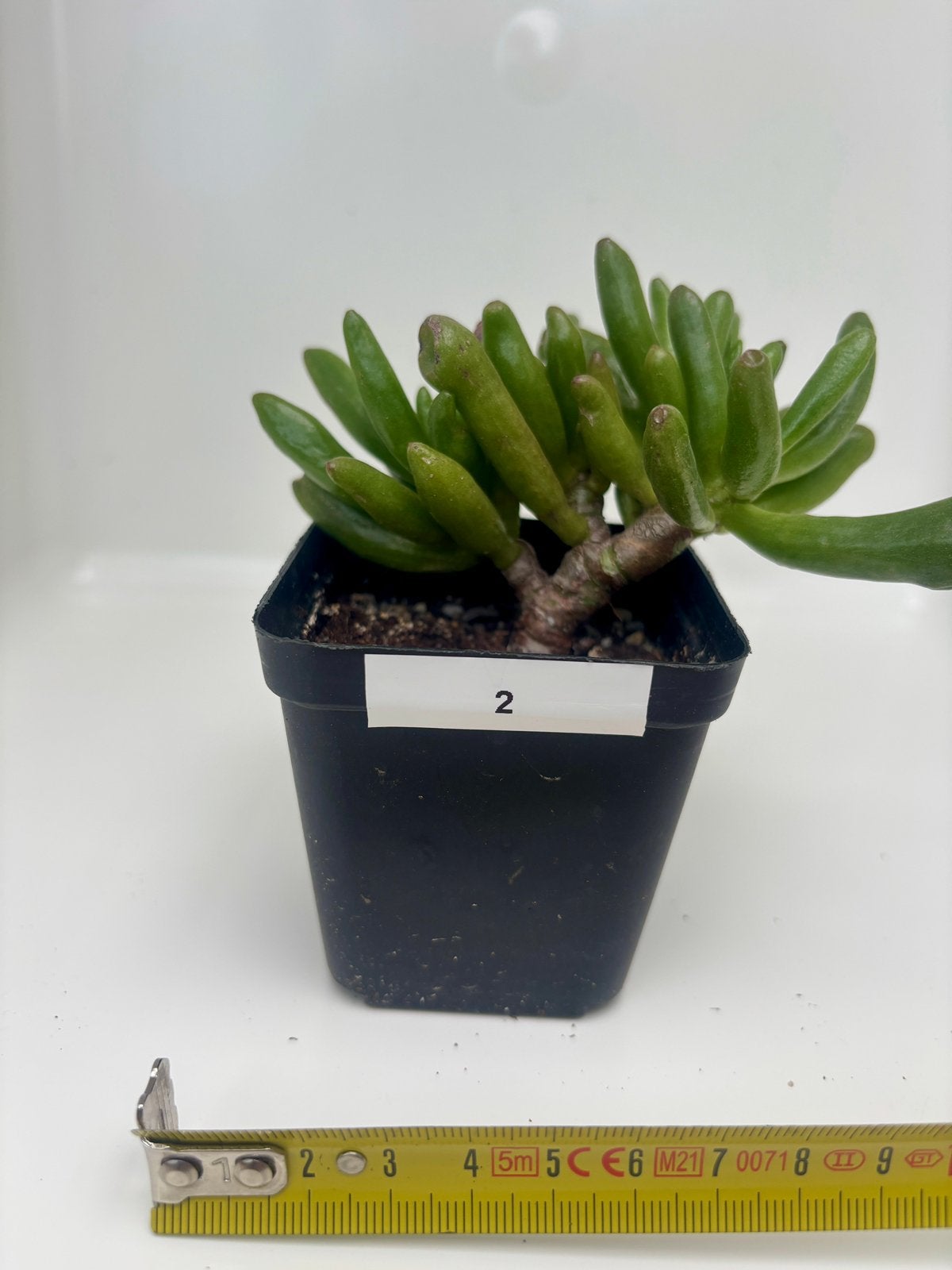 Mini Crassula Hobbit Bonsai, Maison & Meubles, Plante succulente, En pot, Plein soleil, Moins de 100 cm