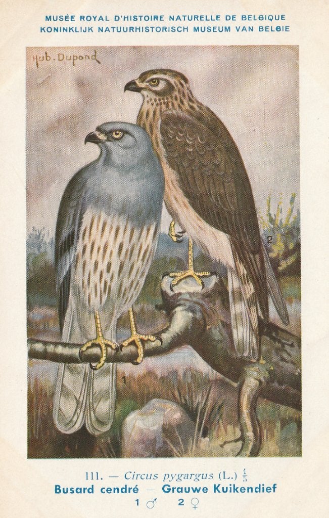 GRAUWE  KUIKENDIEF, Verzamelen, Postkaarten | Dieren, Verzenden, Ongelopen, Vogel