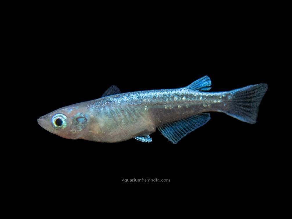 Medaka Blue  Halfwas/volwassen, Animaux & Accessoires, Poissons | Poissons d'aquarium, Poisson, Poisson d'eau douce