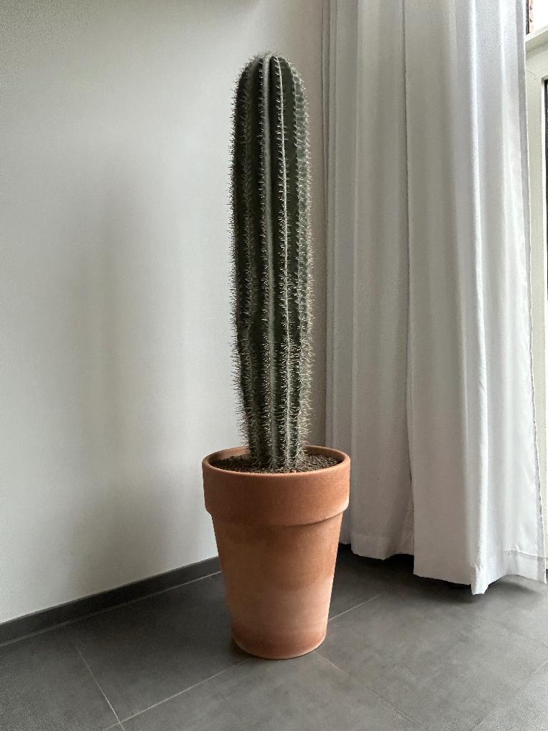 Cactus Pachycereus pringlei, Ophalen, Cactus, In pot, 150 tot 200 cm