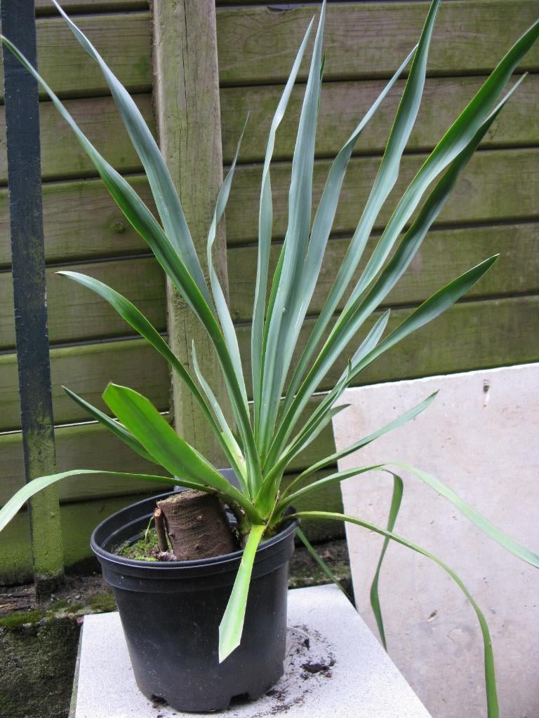 Yucca de jardin vivace (yucca filamentosa), Volle zon, Vaste plant, Zomer, Ophalen