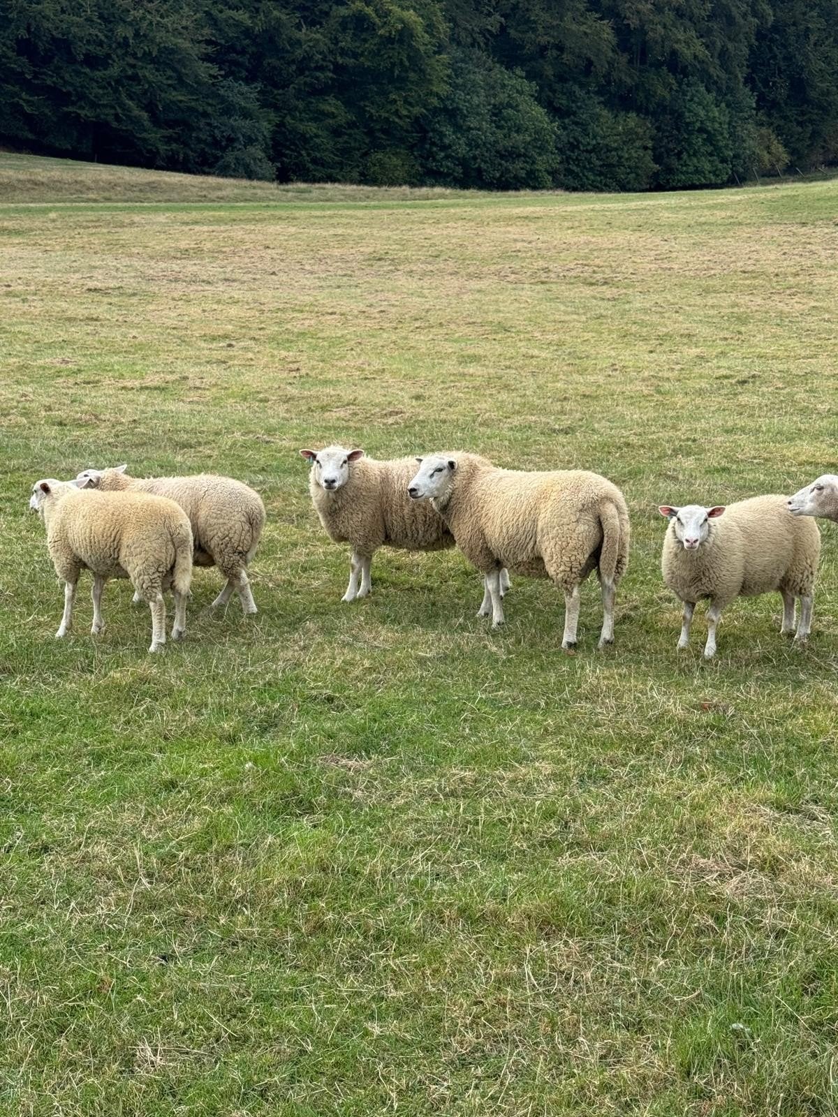 schapen, Meerdere dieren, Schaap, 0 tot 2 jaar