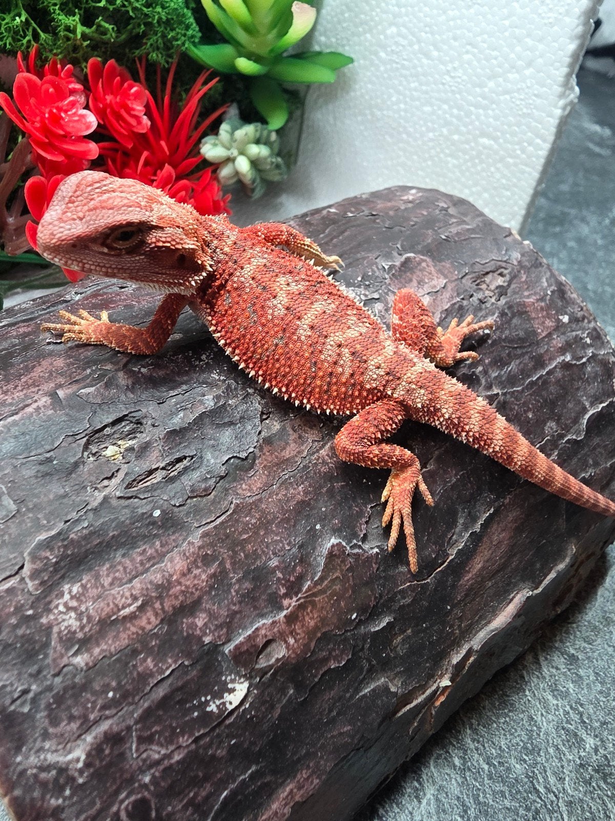 100% red monster hypo man