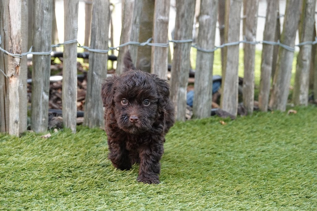 Prachtige Maltipoo pups (Chocobruin en zwart), Dieren en Toebehoren, Parvo, België, Overige rassen, 8 tot 15 weken