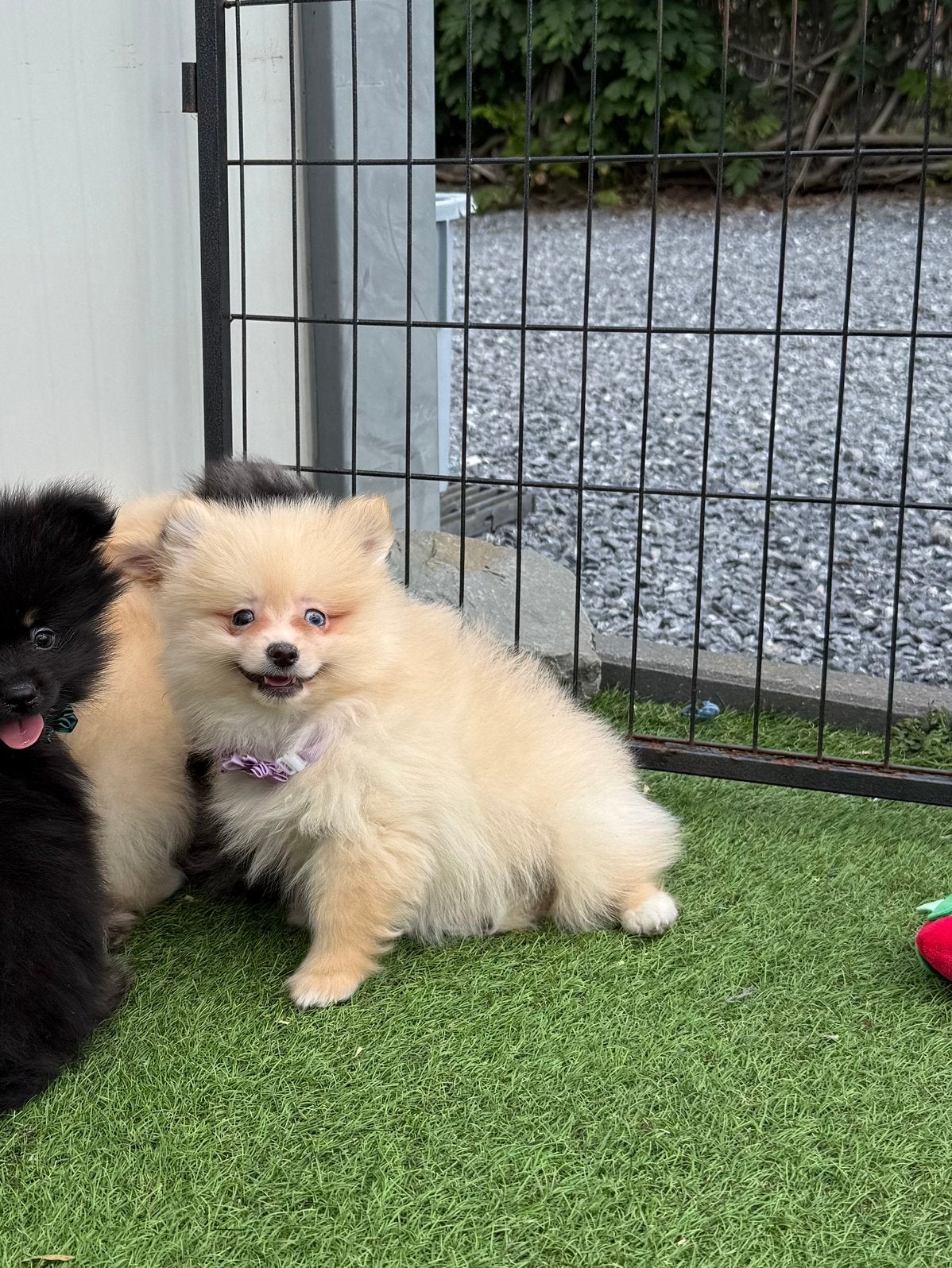 Schattige pomeriaan/dwergkeeshond pups, Dieren en Toebehoren, Parvo, België, Keeshond, 8 tot 15 weken