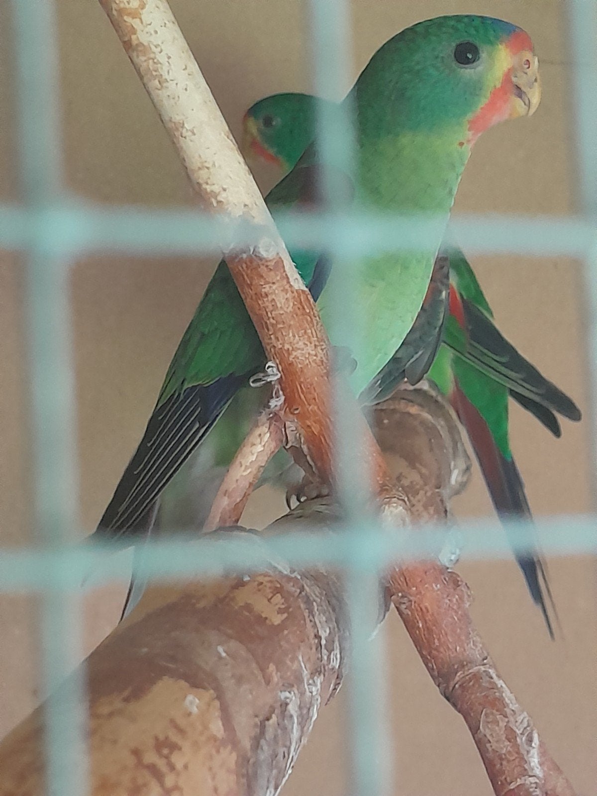 jonge swiftparkiet, Sexe inconnu, Perruche, Bagué