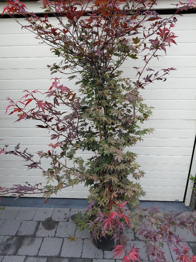 Acer Atropupureum, Tuin en Terras, Planten | Bomen, Ophalen, Halfschaduw