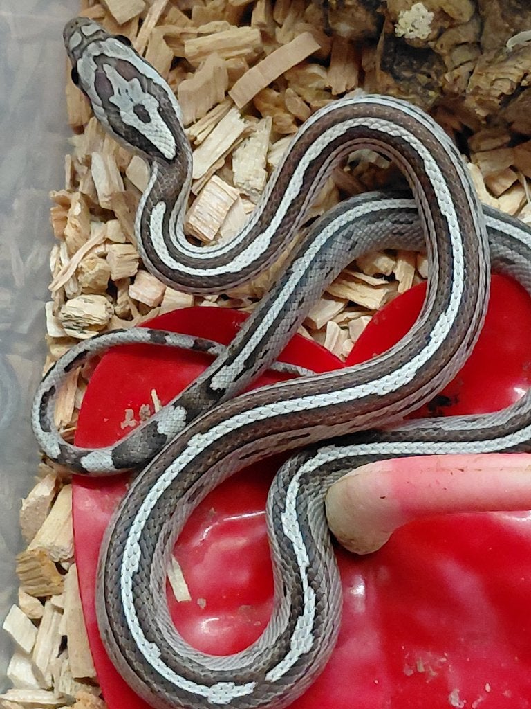 anery hypo (homme) - novembre 2026, Animaux & Accessoires, Serpent, 0 à 2 ans