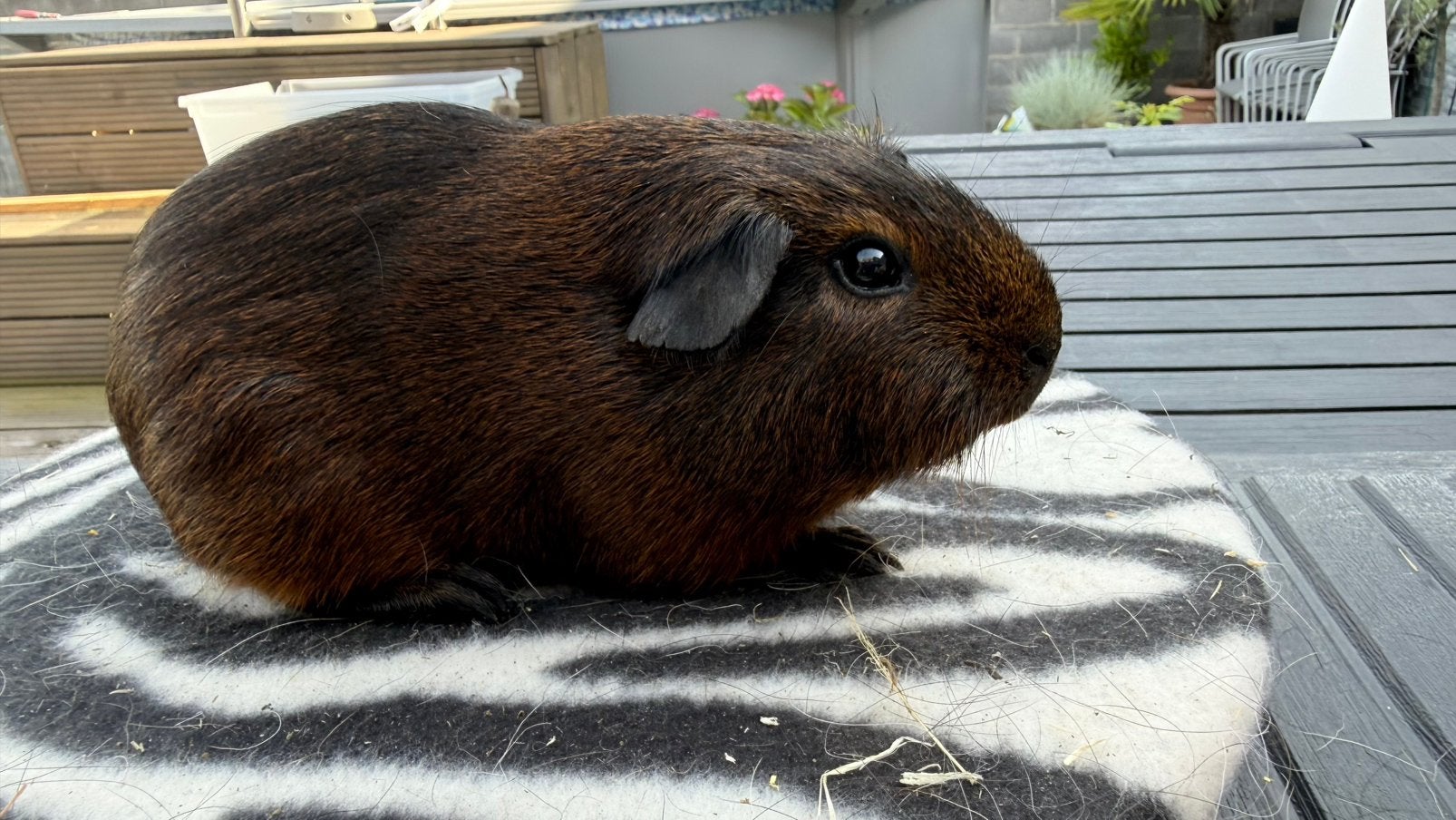 Cavia, cobaye Femelle poil lisse agouti doré, Dieren en Toebehoren, Knaagdieren, Cavia, Februari, Vrouwelijk, Tam