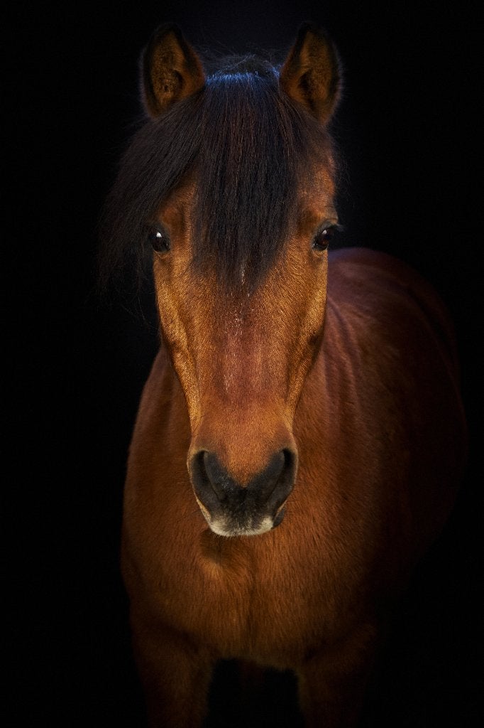 B pony, Dieren en Toebehoren, B
