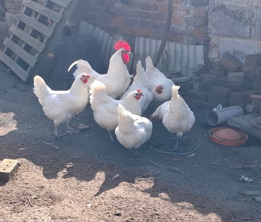 Broedeieren Franse poule de bresse  , witte kleur  , raszuiv, Dieren en Toebehoren, Pluimvee