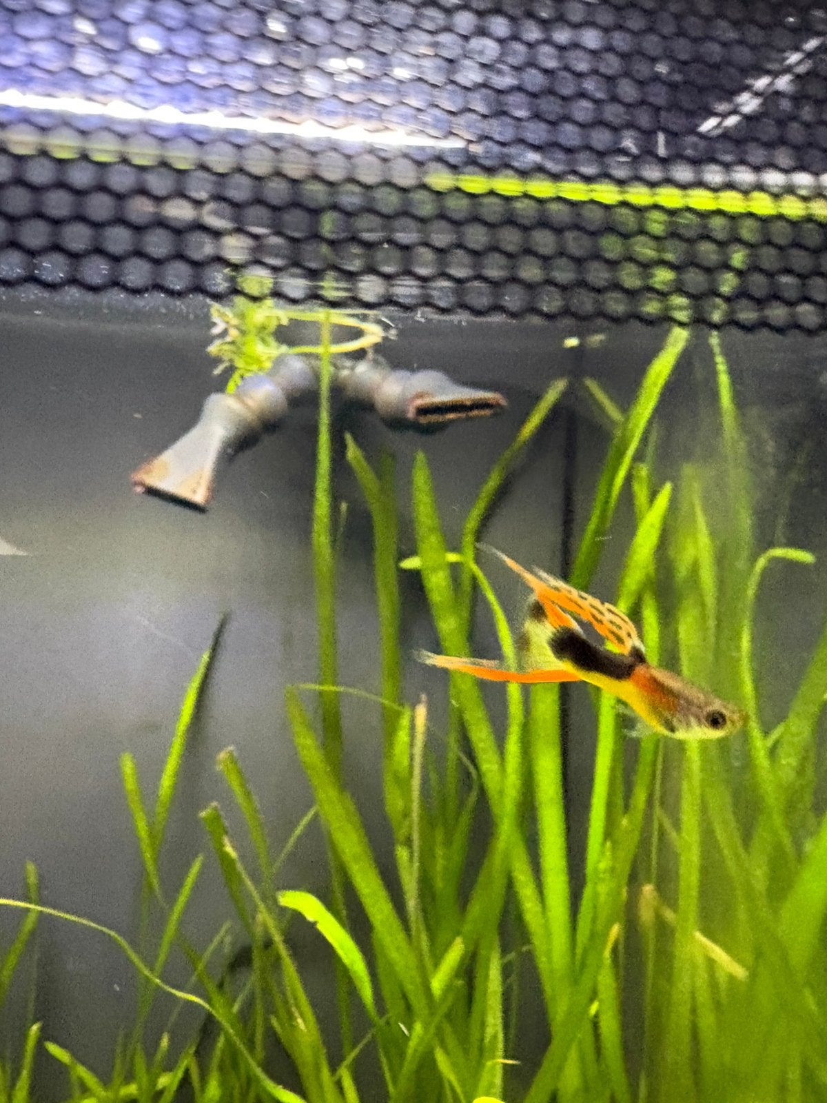 Endlers guppy, Dieren en Toebehoren, Vis, Zoetwatervis, Schoolvis