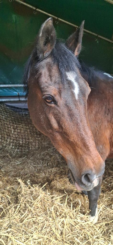 Lieve en brave beginnerspony, Animaux & Accessoires, Chevaux, Jument, Ne s'applique pas, Moins de 160 cm, 11 ans ou plus, Cheval de récréation