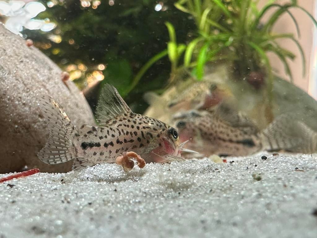 Corydora Similis x Corydoras trilineatus, Dieren en Toebehoren