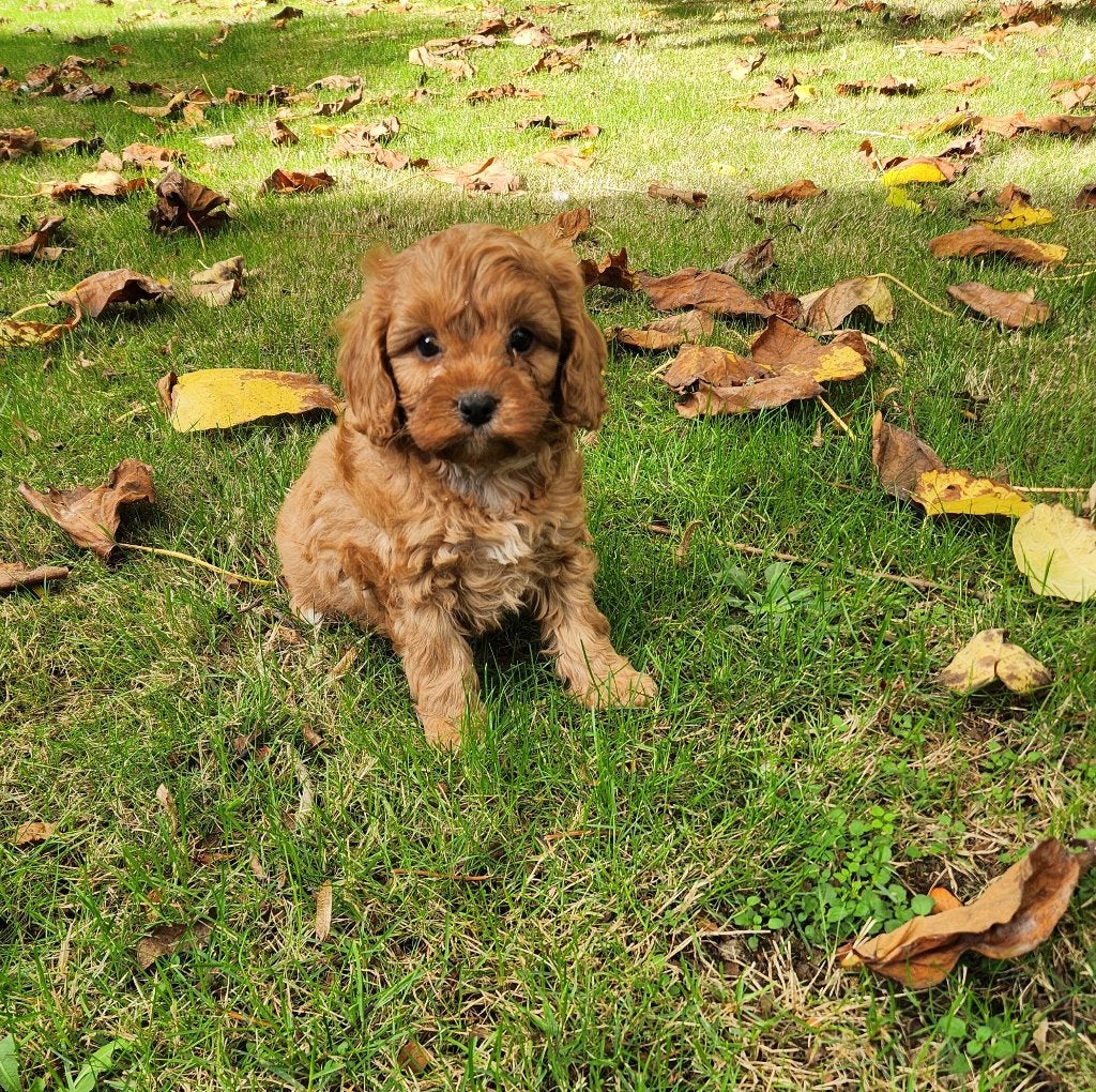 Cavapoo pups te koop, Dieren en Toebehoren, België, CDV (hondenziekte), 8 tot 15 weken, Meerdere