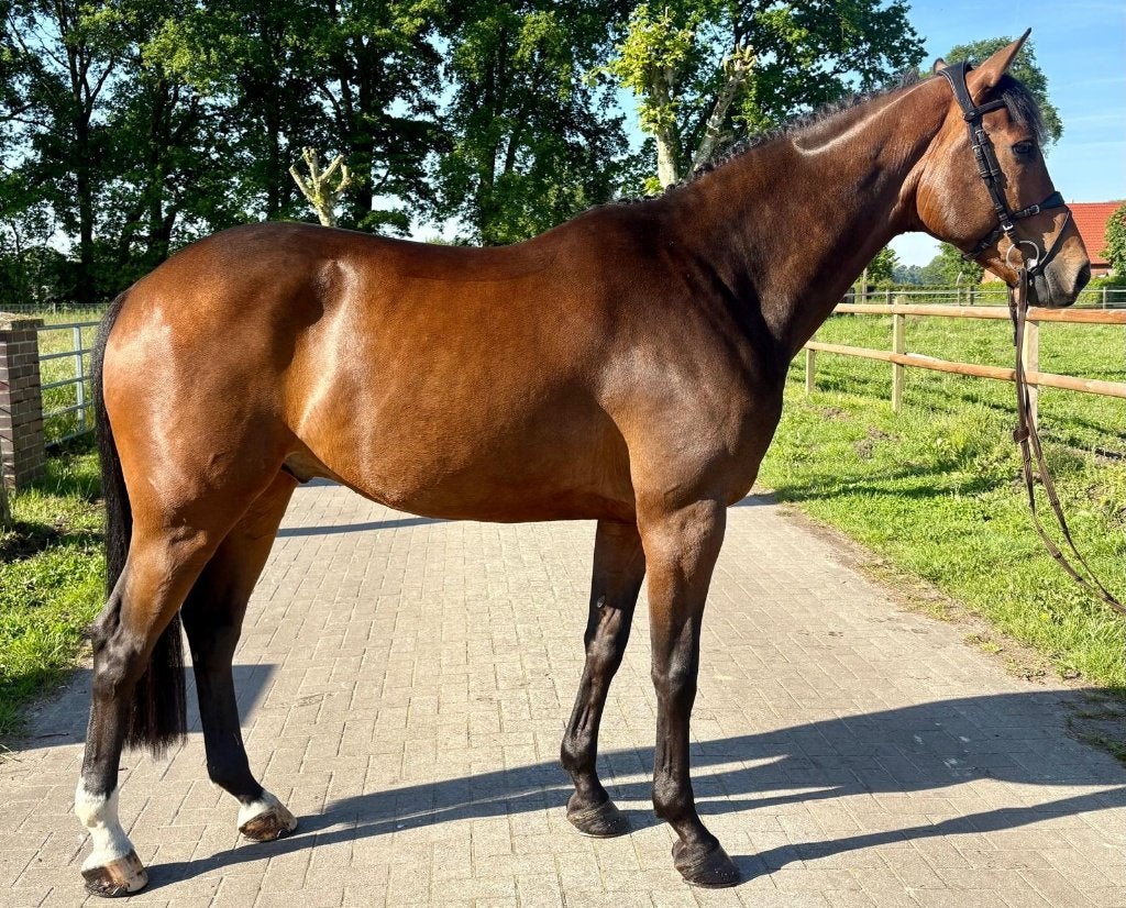 Jumping horse for sale, Dieren en Toebehoren, Paarden, Springpaard, Ruin, L, 7 tot 10 jaar