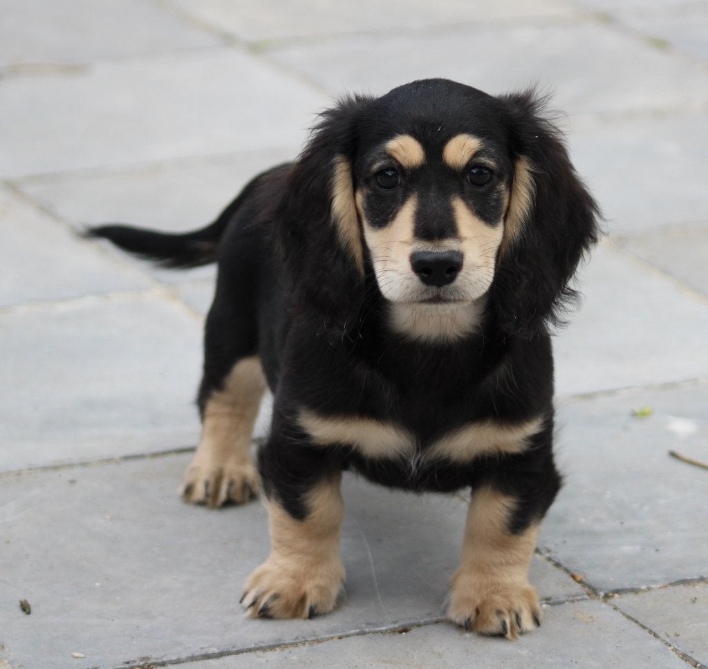Teckel pup Black & cream Langhaar, Dieren en Toebehoren, Honden | Teckels en Dashonden, Parvo, België, Reu, 8 tot 15 weken