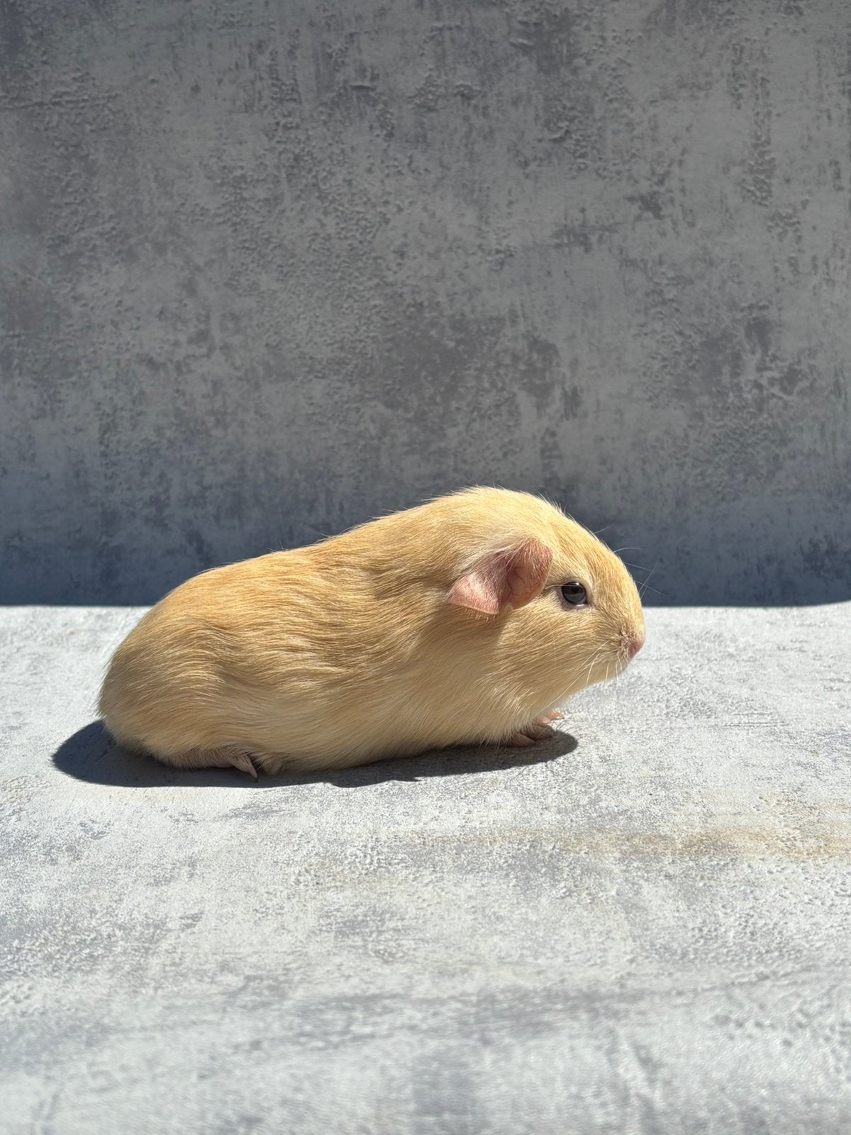 Cavia crème vrouwtje, April, Vrouwelijk, Cavia