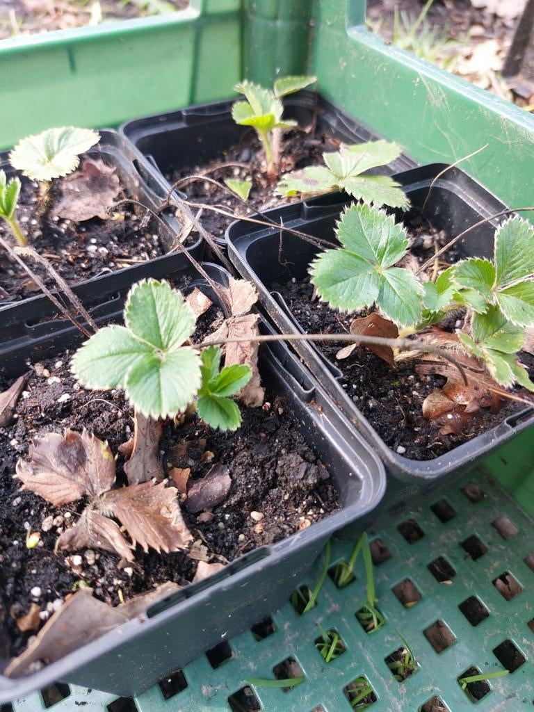 Aardbei Ostara (doordrager) - p9, Tuin en Terras, Planten | Tuinplanten, Ophalen