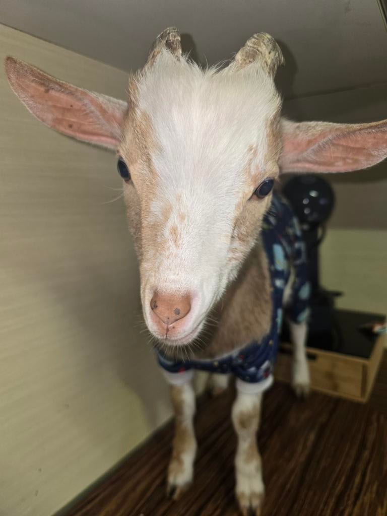 Chèvre à vendre, 5 mois, sexe mâle, Animaux & Accessoires, Moutons, Chèvres & Cochons