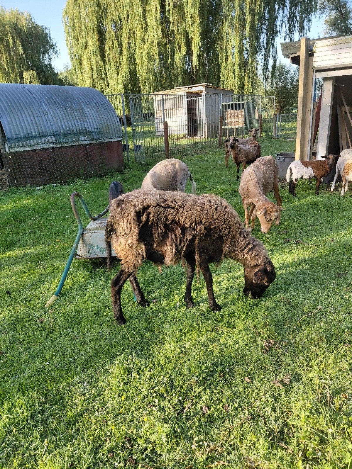 Moutons, Mouton
