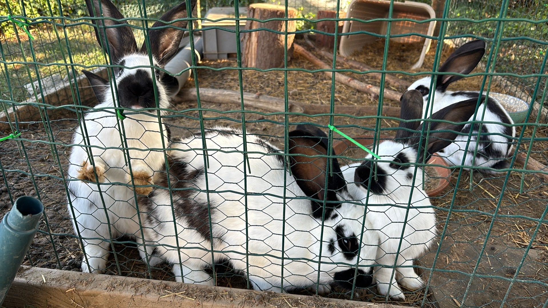 Vlinderkonijn te koop, Dieren en Toebehoren, Mannelijk, Klein, 0 tot 2 jaar