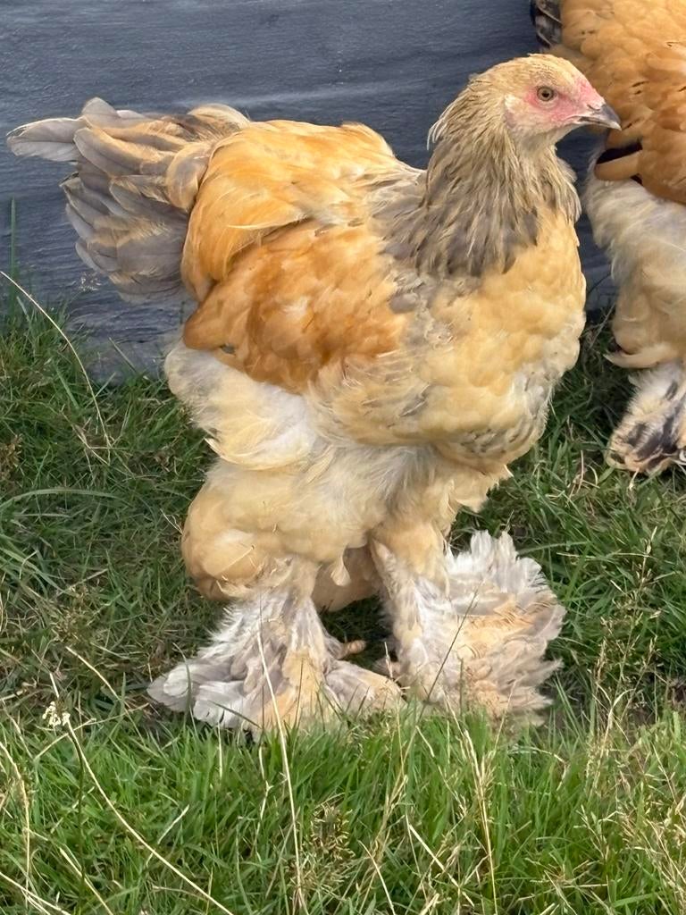 Brahla haan., Dieren en Toebehoren, Mannelijk