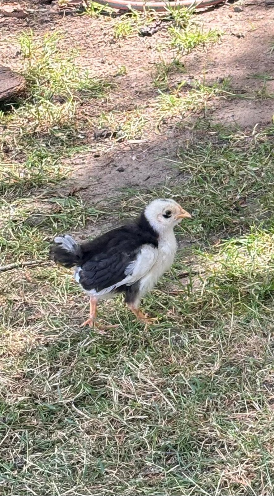 broedeieren beschikbaar ! - € 1, Dieren en Toebehoren, Ophalen of Verzenden