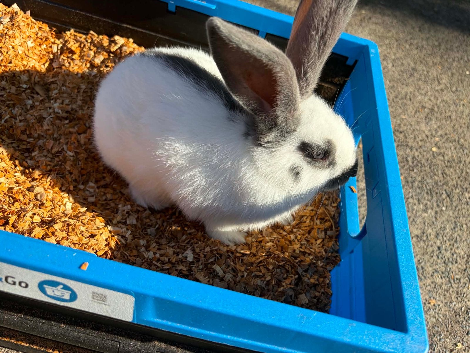 Lapin papillon  20€, Enlèvement ou Envoi, Lapin