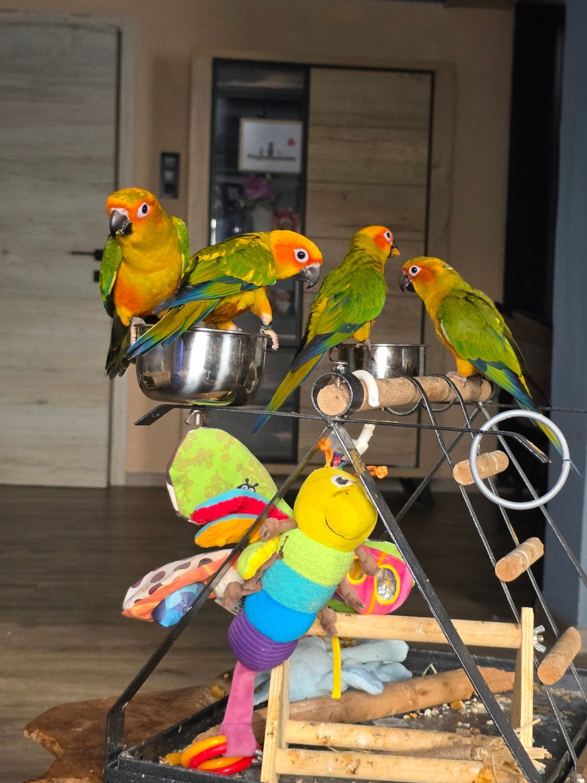 conure soleil, Plusieurs animaux, Perroquet nain ou Inséparable, Domestique
