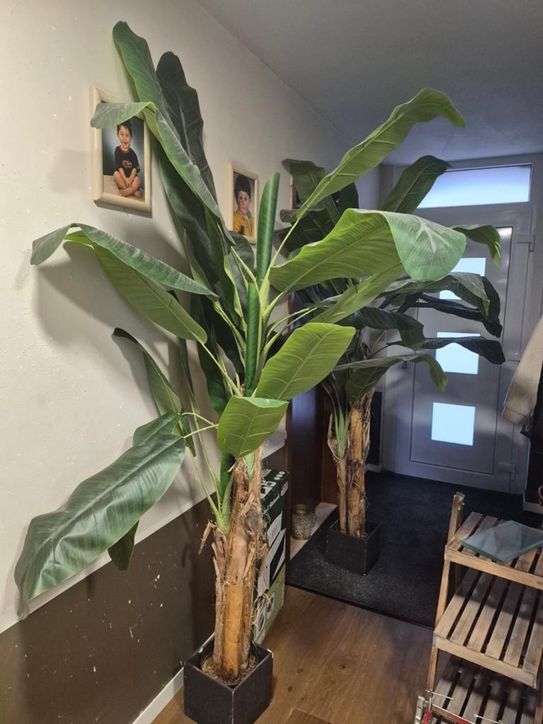 Neppe bananenplanten, Huis en Inrichting, Kamerplanten, Ophalen