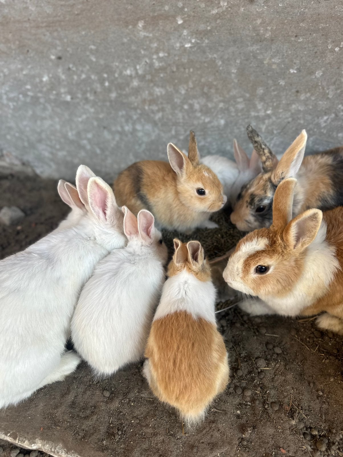 Dwergkonijnen, Dieren en Toebehoren, Pluimvee, Meerdere dieren, Overige soorten