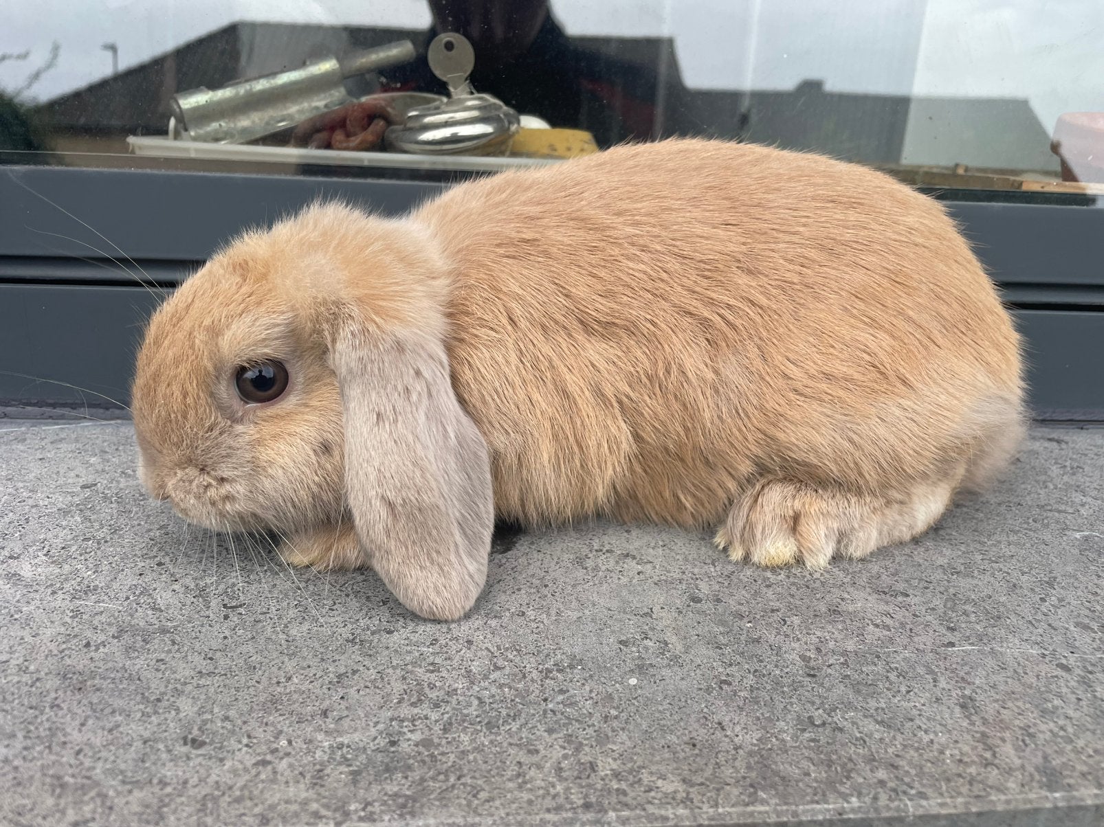 Minilop konijntje, Dieren en Toebehoren