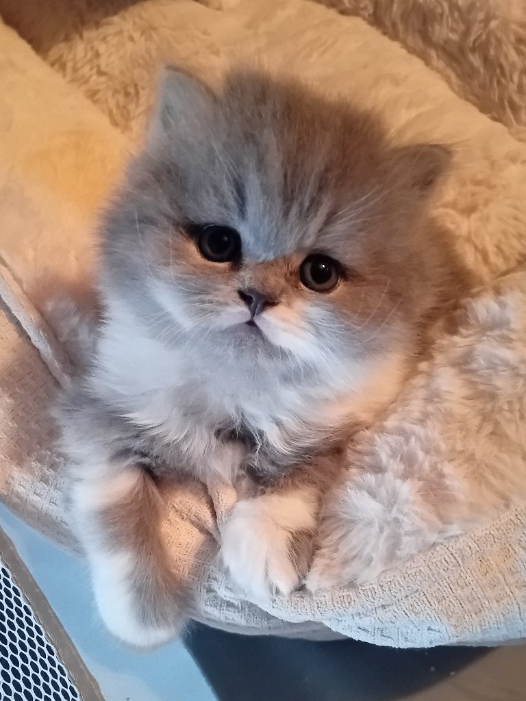 Brits Korthaar/Langhaar kitten, Dieren en Toebehoren, Kater, Gechipt, 0 tot 2 jaar
