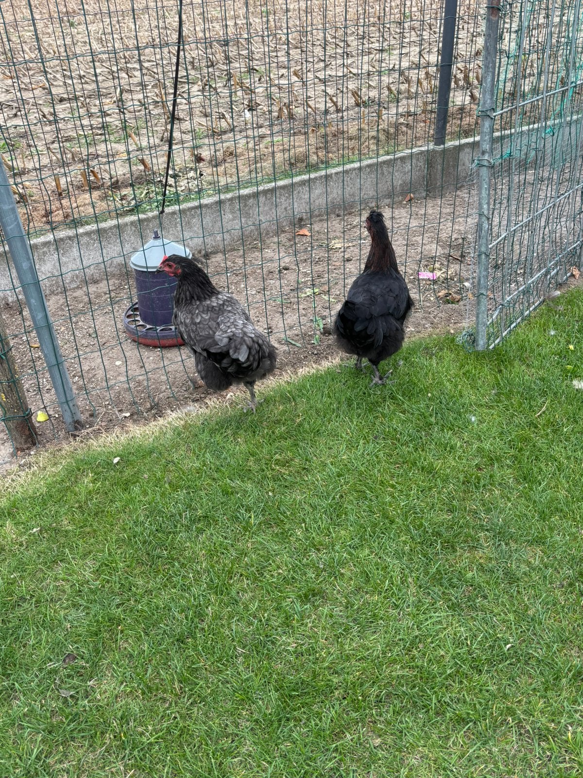 Jonge legkippen kruisten Marans, Dieren en Toebehoren, Vrouwelijk, Kip