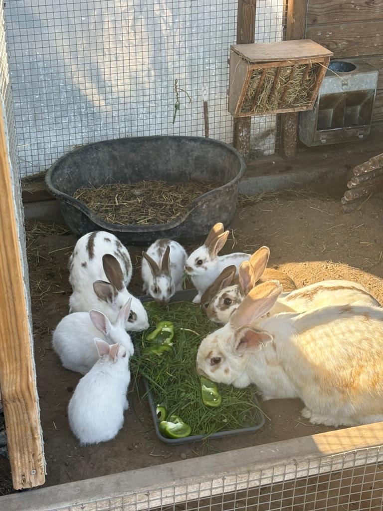 Konijn, Dieren en Toebehoren, Pluimvee