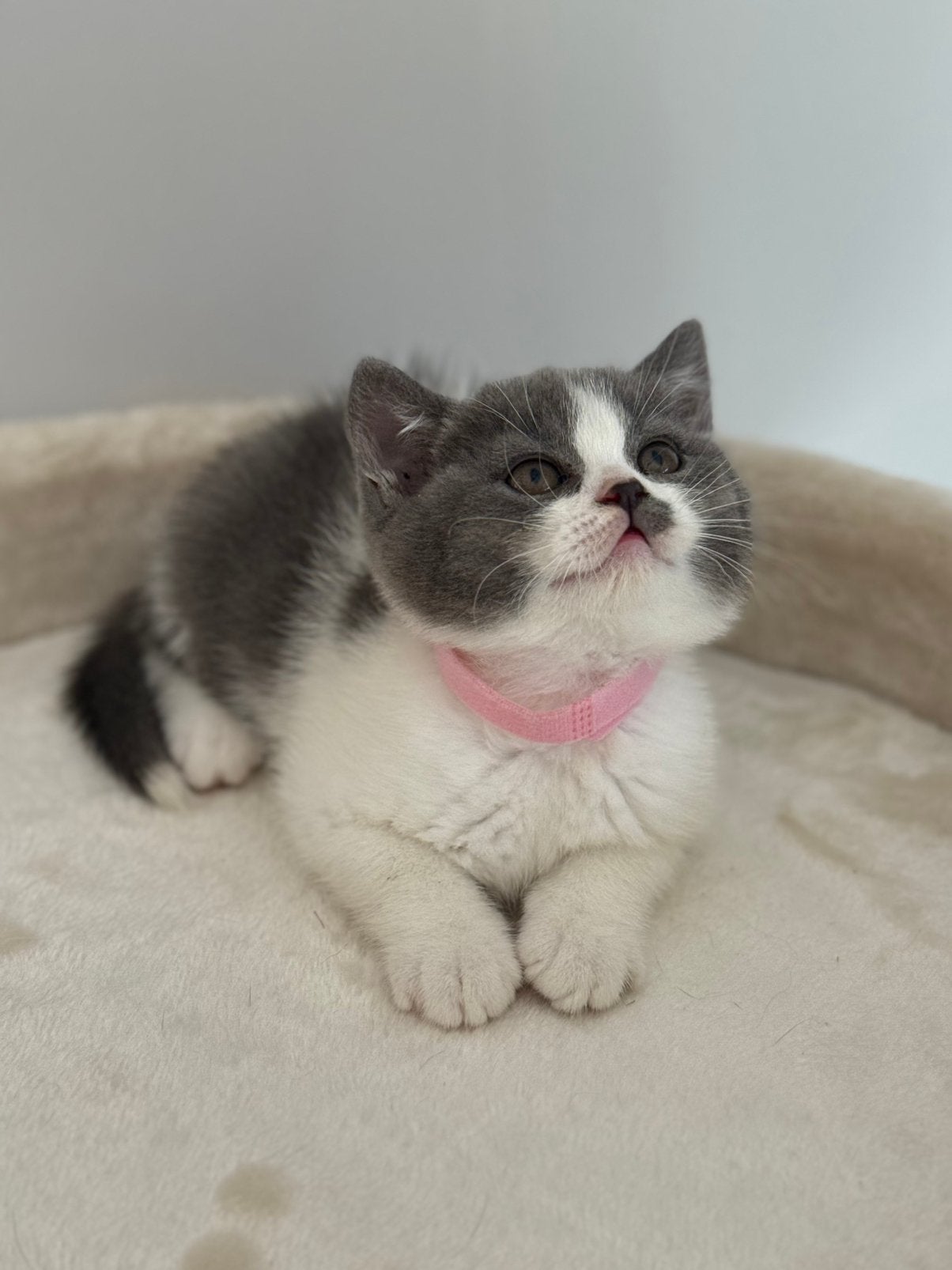 Exclusieve Britse Korthaar kittens Bicolor met stamboom, Plusieurs animaux, Avec pedigree, 0 à 2 ans